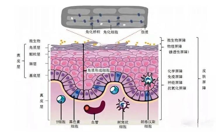 泌肌因丨强韧屏障，外泌体科技为肌肤撑起保护伞