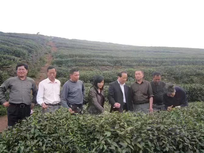 宿仙茶叶 品味人生 浙江临海宿仙茶厂生产的天然好茶——宿仙茶