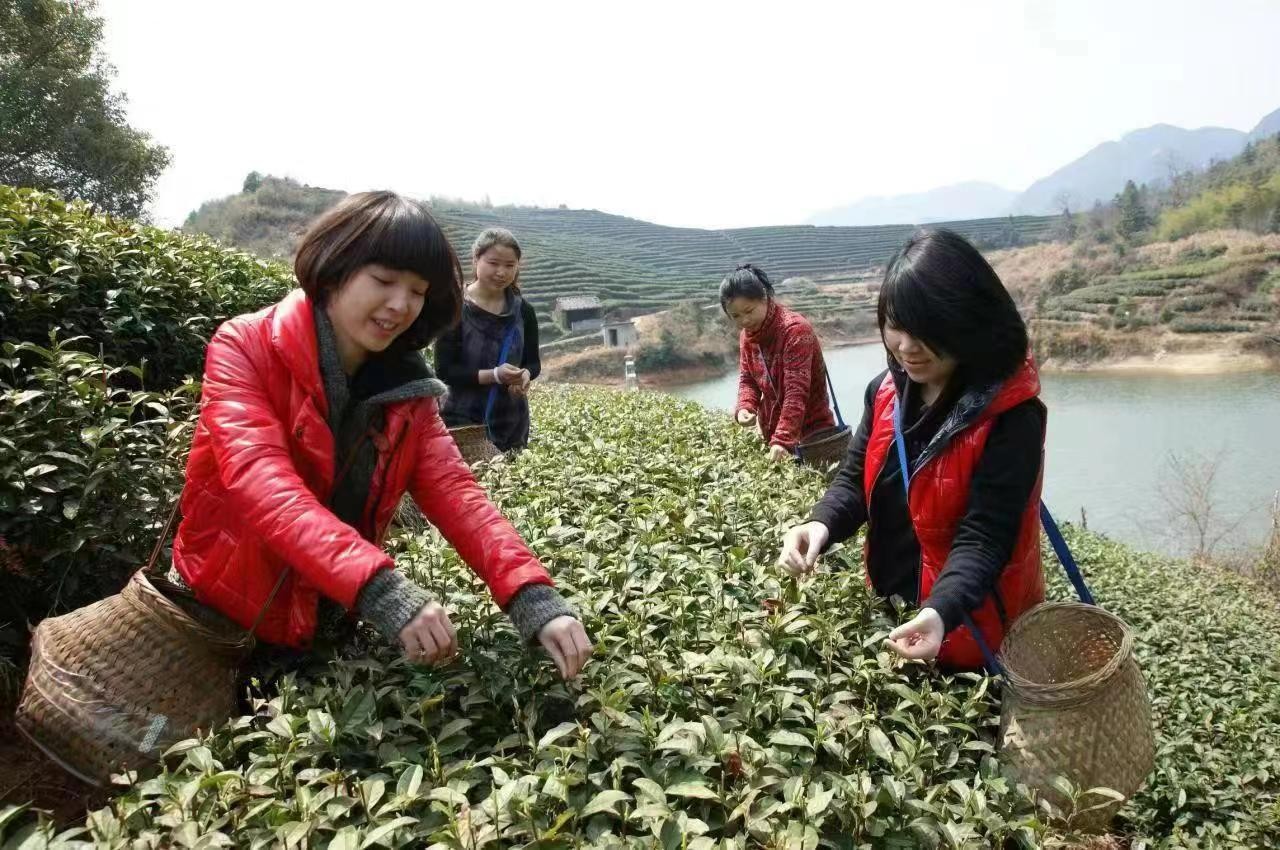 宿仙茶叶 品味人生 浙江临海宿仙茶厂生产的天然好茶——宿仙茶