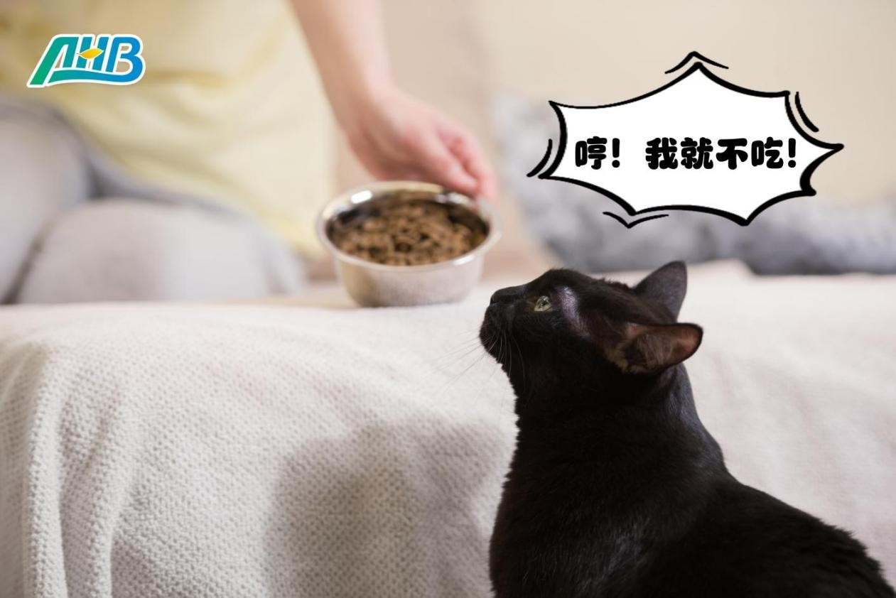 貓咪“挑食”？一項有趣的實驗發現：貓咪偏愛添加丙氨酸的食物