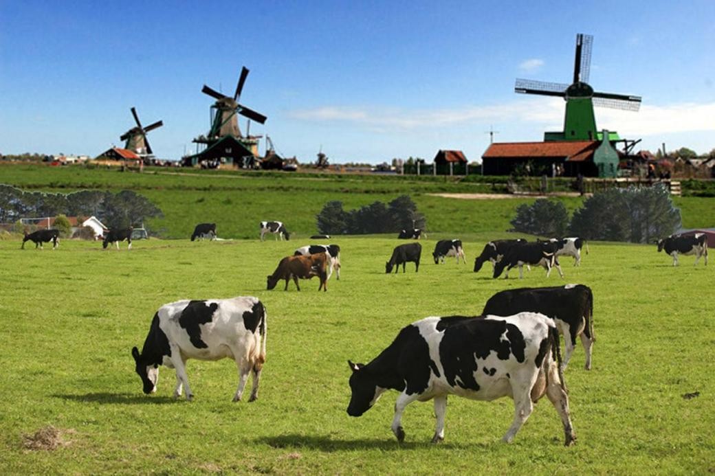 奶源来自世界八大黄金奶源地的荷兰,百年家族传承的原生态牧场,自由的